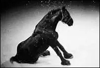 De quelle race tait le cheval ftiche de Bartabas, Zingaro ?