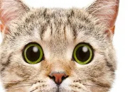 Quiz Nos amis les chats