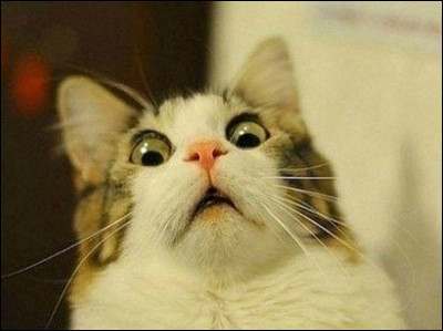 Le chat fait partie de la famille des....