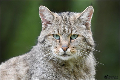 Le chat sauvage est aussi appelé Félis Silvestri.
