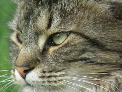 Où vit le chat sauvage ?