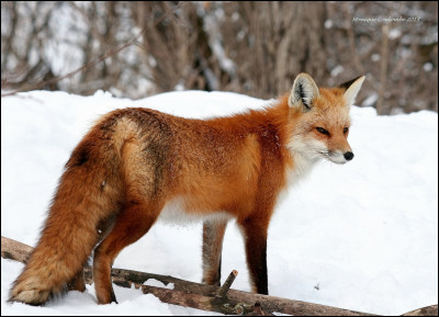 Quel est le deuxième nom du renard ?