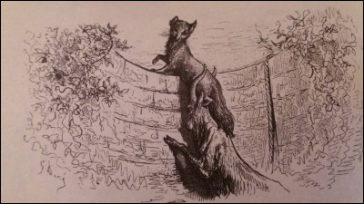 Voici une image d'une autre fable toujours avec ce fabuleux renard. Comment se nomme cette fable ?