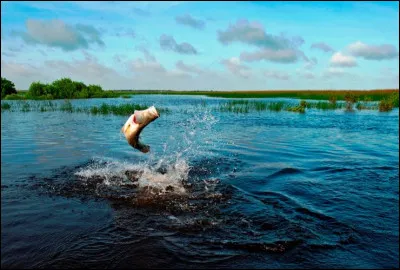 Et quelle est environ sa superficie ?