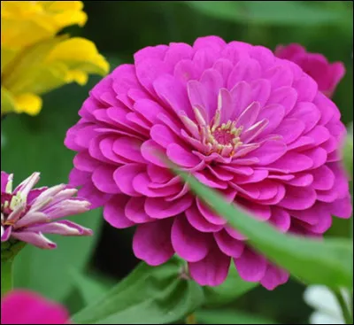 Quelle fleur apercevons-nous ici ?