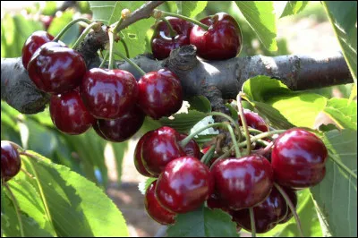 Lequel de ces mots peut désigner une variété de cerises ?