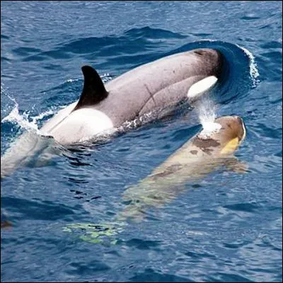 Quel est le nom courant des physétéroïdes ?