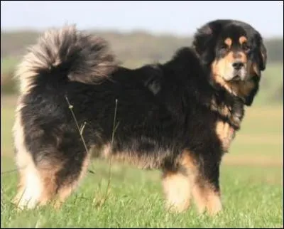 Quelle est cette race ?