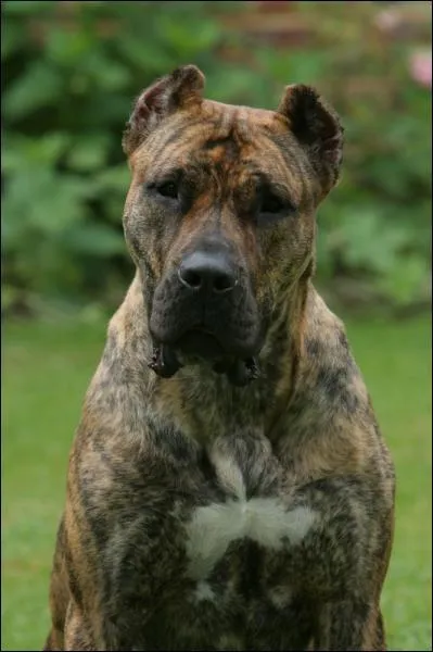 Quelle est cette race ?