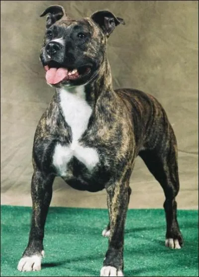 Quelle est cette race ?