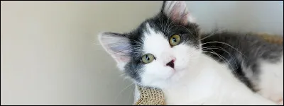 Quel est l'animal qui te qualifie le plus ?