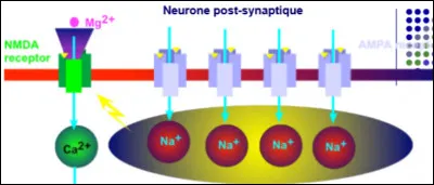 Le glutamate emp&ecirc;che l'entr&eacute;e du calcium dans le neurone post-synaptique :