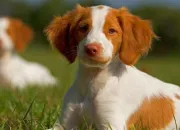 Quiz Les races de chiens en E