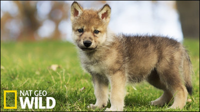 Quel est ton animal préféré ?