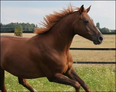 À quelle espèce appartient le cheval commun ?
