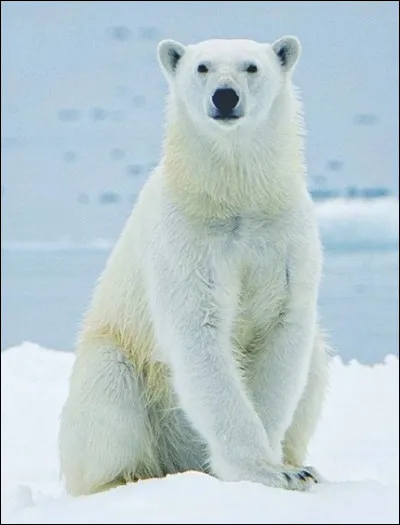 De quel pays l'archipel du Svalbard, où se trouve le Spitzberg, dépend-il ?