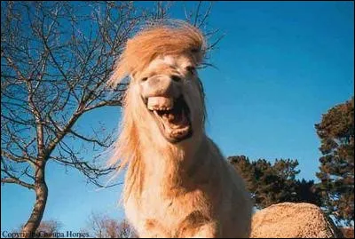 On sait aujourd'hui que des milliers de dromadaires africains semblent atteints par la maladie de la vache folle. 
Quelle en est la cause ?