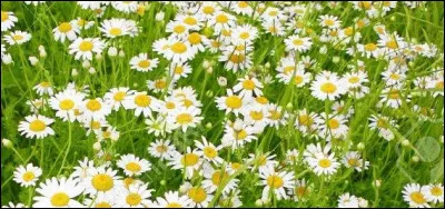 Les Astéracées sont la deuxième plus vaste famille du monde végétal et des plantes à fleurs. 
Laquelle en fait partie ?