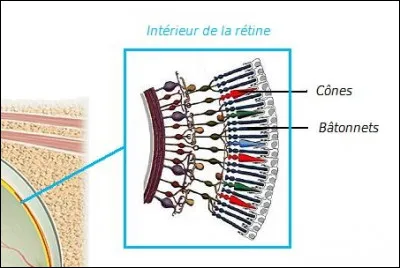 Derrière la rétine, se trouvent des cellules appelées bâtonnets et cônes. Ces derniers servent à identifier les couleurs. 
À quoi servent les bâtonnets ?