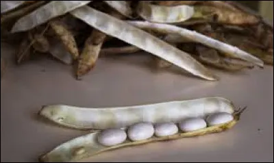 Le coco de Paimpol a une AOP, c'est un haricot demi-sec récolté en gousses. Dans quelle région se trouve la ville de Paimpol ?