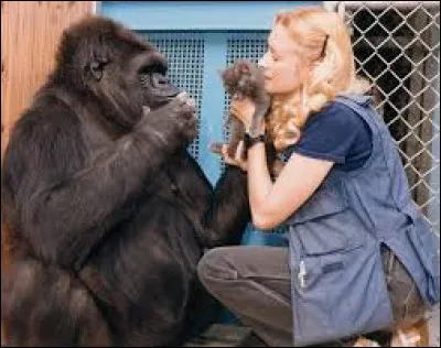 Quel animal &eacute;tait Koko, connu pour &ecirc;tre capable de communiquer en langue des signes ?