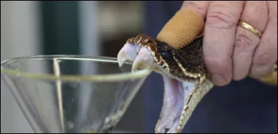 Allez, plus dur pour finir : 
Quel est l'animal le plus venimeux du monde ?