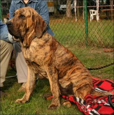 De quelle race s'agit-il ?