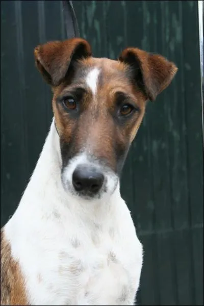 De quelle race s'agit-il ?