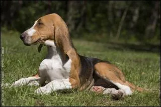 De quelle race s'agit-il ?