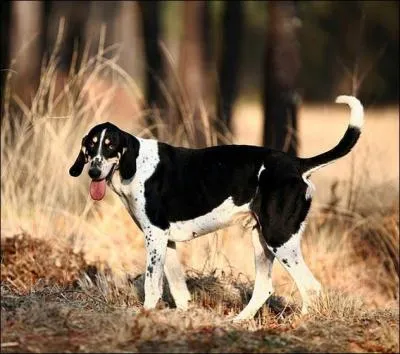 De quelle race s'agit-il ?