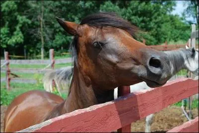 Que pense ce cheval ?