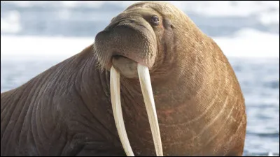 Nous apercevons ici un morse.