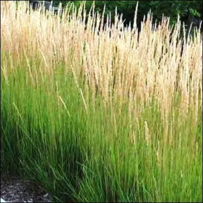 Quelle inflorescence simple trouve-t-on couramment chez les gramin&eacute;es comme l'orge ?