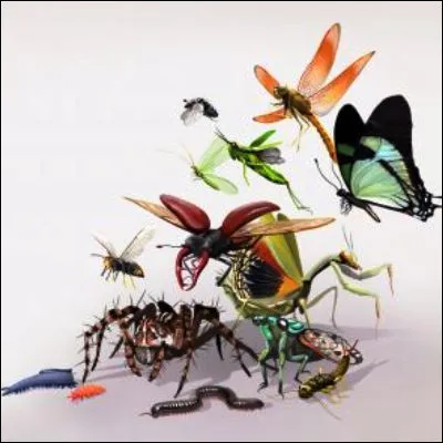 &Agrave; quel sous-embranchement des arthropodes appartiennent les scolopendres ?