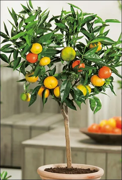 Sur quel arbre pousse la cl&eacute;mentine, hybride de l'orange et de la mandarine ?