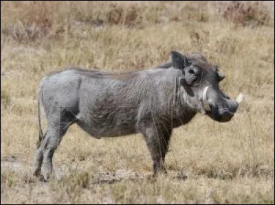Classe le phacochère.