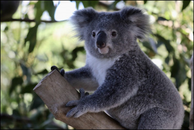 Classe le koala.