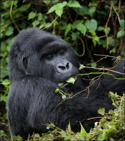 Classe le gorille de l'est.
