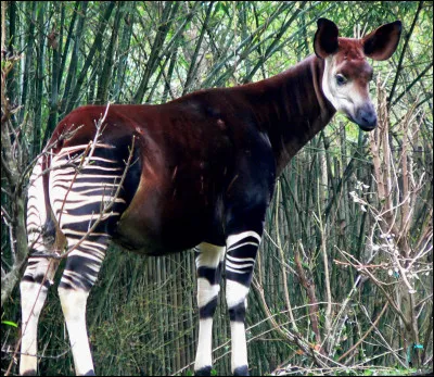 Classe l'okapi.