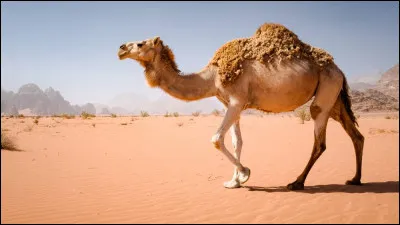 Classe le dromadaire.