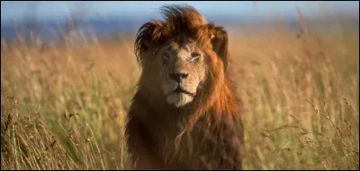 Classe le lion d'Afrique.
