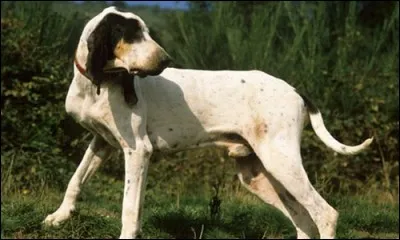 De quelle race de chiens s'agit-il ?