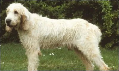 De quelle race de chiens s'agit-il ?