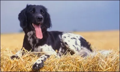 De quelle race de chiens s'agit-il ?