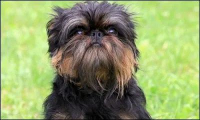 De quelle race de chiens s'agit-il ? 
(Et non, ce n'est pas un Gremlins, bien que son nom commence aussi par G et qu'il lui ressemble étrangement... !)