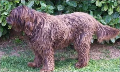 De quelle race de chiens s'agit-il ?