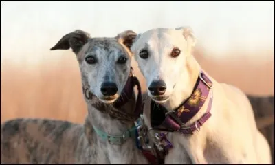 De quelle race de chiens s'agit-il ?
