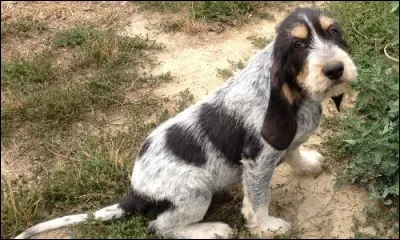 De quelle race de chiens s'agit-il ?