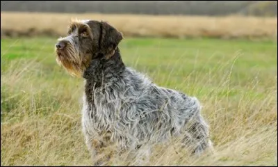 De quelle race de chiens s'agit-il ?