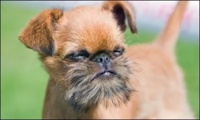 De quelle race de chiens s'agit-il ?